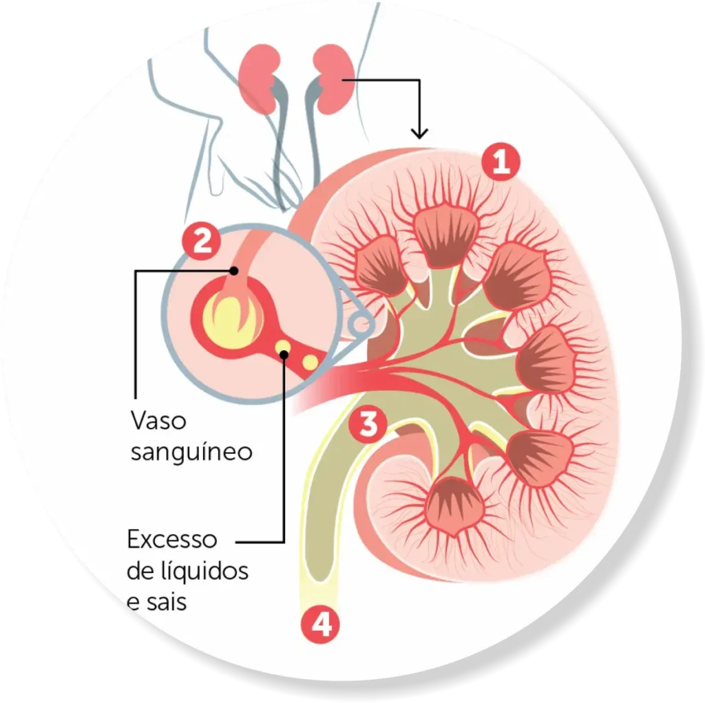 Lesões nos Rins e Função Renal